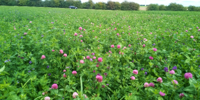 Intérêts des associations de légumineuses