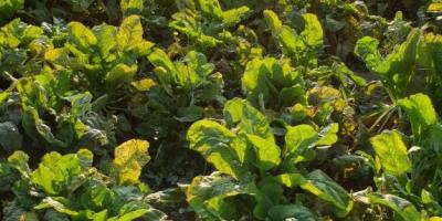 La parole est à vous : le pâturage de la betterave RGT BRIGADIER !