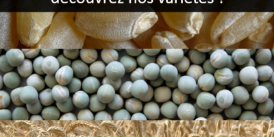 RAGT leader en pois, blé dur et triticale !