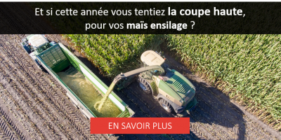 Maïs ensilage : hauteur de coupe et qualité du fourrage 🌽