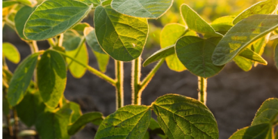 Soja - Semis et solution RAGT