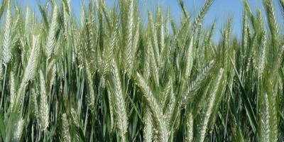 A chacun son triticale ! 🌾