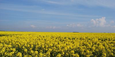 RGT TEMPO et RGT BANQUIZZ recommandées dans de nombreuses régions par TERRES INOVIA pour les semis colza 2022 !