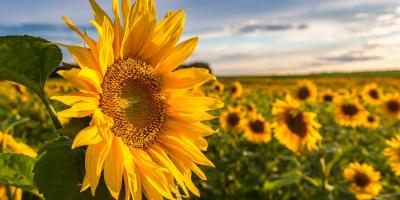 Pourquoi et comment faire du tournesol en 2nd culture ?