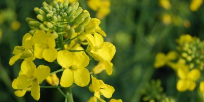 Comment réussir l'implantation de mon colza ?