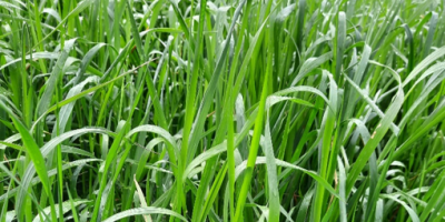 Pourquoi choisir un Ray Grass Italien non alternatif ?