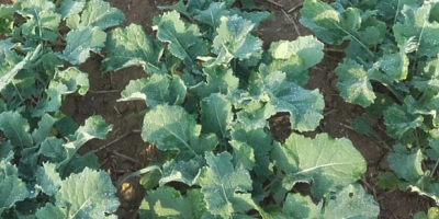 COLZA : Préparez vos semis