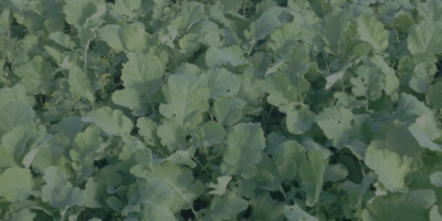 Parole d’expert - Pourquoi faire des cultures de service entre deux céréales ?