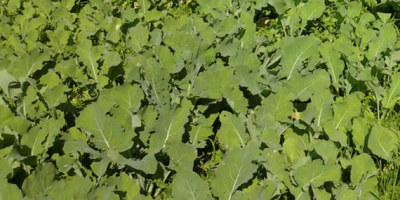 Le colza fourrager : fourrage frais et de qualité !