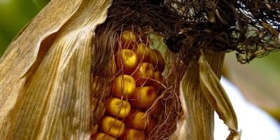 Stress hydrique - La solution RAGT