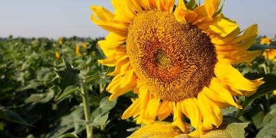 Le tournesol: une culture attrayante