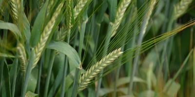 Semer son orge de printemps à l'automne ?