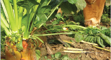 Pâturer des betteraves fourragères