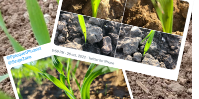 L'automne doux profite aux pucerons