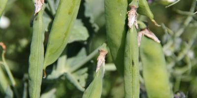 Pois de printemps: le tiercé gagnant avec RAGT