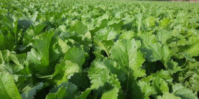 NAVETTE FOURRAGERE RGT SKYFALL : UNE NOUVEAUTE SOUS SURVEILLANCE