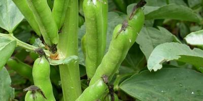 Focus sur la féverole de printemps
