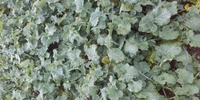 Evaluer la bonne implantation automnale de son colza