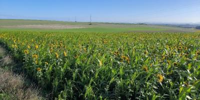 Mélange CIVE été: quelle opportunité à saisir ?