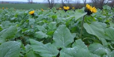 CULTURES DE SERVICE: UN INVESTISSEMENT RENTABLE