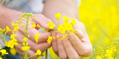 Colza : Le choix variétal, première clé de votre rendement